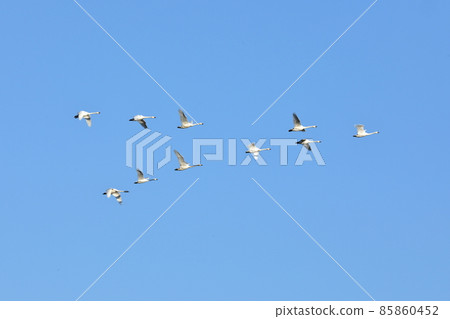 埼玉縣比木郡川島町歐佩河天鵝飛行場 天鵝V字飛行 85860452