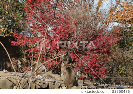 一種日本獼猴,臉色鮮紅,在楓樹上看起來不錯 一種日本獼猴,臉色鮮紅,在楓樹上看起來不錯 85860486