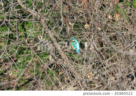 Kingfisher perching on a branch of Kawahara, a swan landing site in Kawajima-cho, Hiki-gun, Saitama Prefecture Kingfisher perching on a branch of Kawahara, a swan landing site in Kawajima-cho, Hiki-gun, Saitama Prefecture 85860522