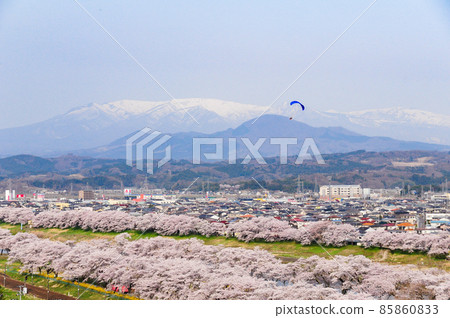 Hitome Senbonzakura A paraglider flutters against the background of the Zao mountain range, which is the Shiroishi River bank where Yoshino cherry trees are in full bloom. 85860833
