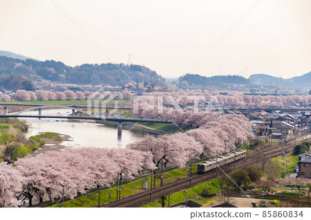 Ichimoku Senbonzakura A train heads for the station with a cherry blossom viewing passenger on the Shiroishi River bank where Yoshino cherry trees are in full bloom. 85860834