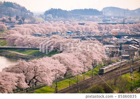 Hitome Senbonzakura A train runs on the Shiroishi River bank, where Yoshino cherry trees are in full bloom, with cherry blossom viewing visitors. 85860835