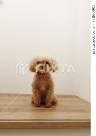 A toy poodle that sits softly - Stock Photo [85860903] - PIXTA