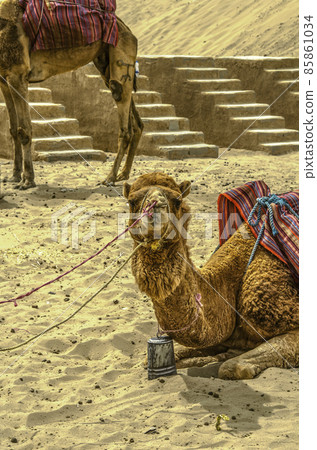 Camel, worn out by ropes and tied to a fence, lies by a stone staircase in the desert near the city of Yazd in Iran. Camel, worn out by ropes and tied to a fence, lies by a stone staircase in the desert near the city of Yazd in Iran. 85861034