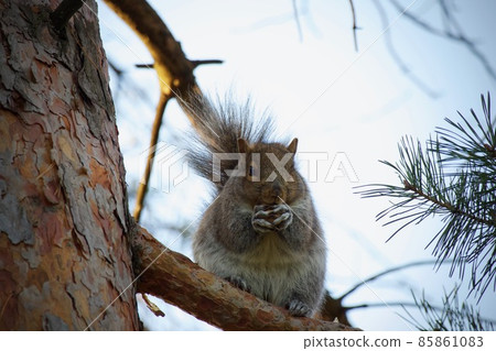 松鼠在樹枝上 松鼠在樹枝上 85861083