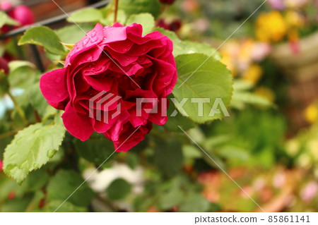 Moist red rose Red rose Moist red rose Red rose 85861141