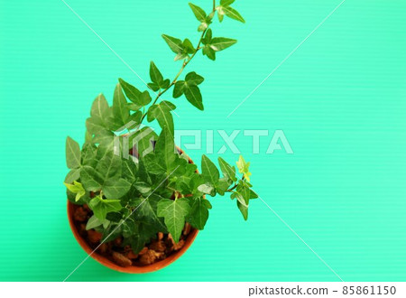 Ornamental plant healing ivy background 85861150