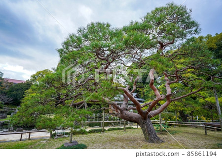 A magnificent red pine tree in a Japanese garden @ Ehime 85861194