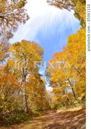 後擺花卉自然園中的山毛櫸林路 後擺花卉自然園中的山毛櫸林路 85861318