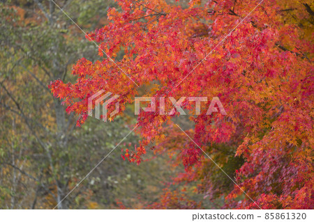 maple leaves maple leaves 85861320