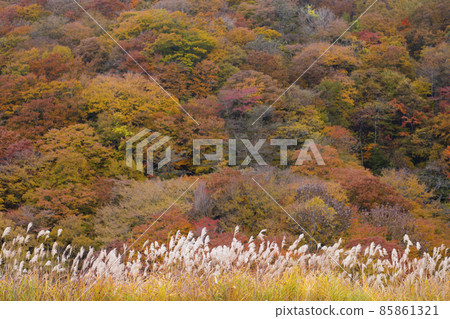Autumn leaves and Japanese pampas grass Autumn leaves and Japanese pampas grass 85861321