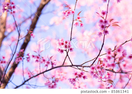Cherry blossoms in full blooming,Beautiful sakura flowers during spring season with blue sky Cherry blossoms in full blooming,Beautiful sakura flowers during spring season with blue sky 85861341