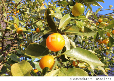Kumquat tree Kumquat tree 85861363