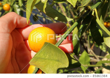 Kumquat wood hand Kumquat wood hand 85861364