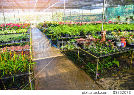 Green house with various kinds plant in pot background, Nursery flower and plant growing for decorate in the garden 85862078