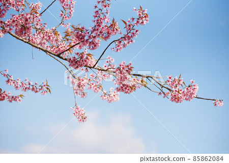 Wild Himalayan Cherry Blossom on tree, beautiful pink sakura flower at winter landscape tree with blue sky 85862084