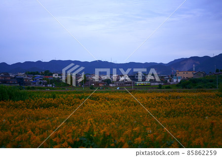 Photograph of how Solidago altissima flourishes 85862259