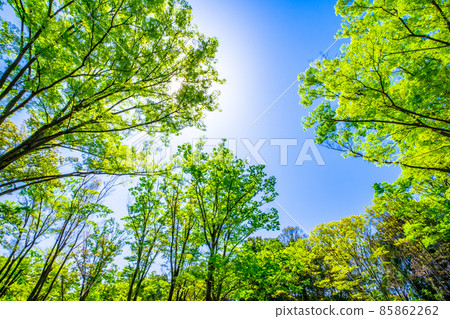 Keyaki Forest and Wakaba 85862262