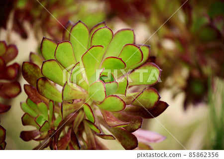 黑人律師 85862356