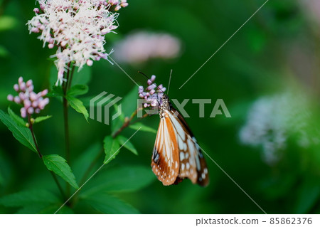 Rare Chestnut tiger material photo 85862376