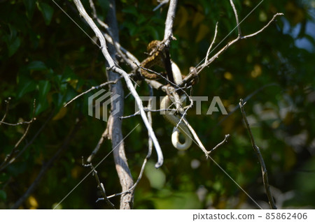 吞下樹上鳥的蛇（立川公園/立川市，東京） 85862406