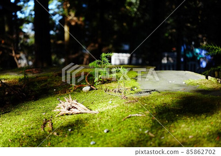 Sprouts appearing on the stump 85862702