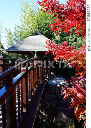 Autumn leaves in full bloom, Jozanen in autumn, Shisenkaku 85862883