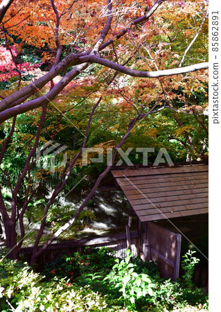 Autumn leaves in full bloom, Jozanen in autumn, Shisenkaku 85862891