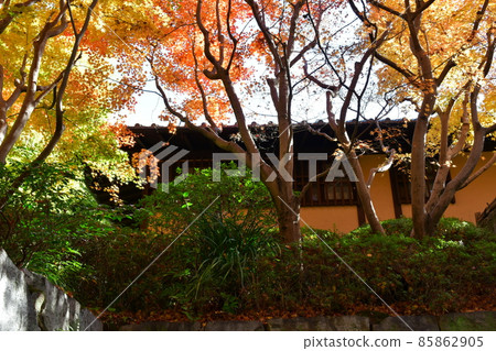 Autumn leaves in full bloom, Jozanen in autumn, Shisenkaku Autumn leaves in full bloom, Jozanen in autumn, Shisenkaku 85862905