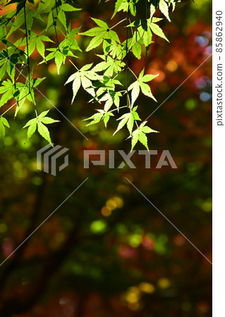 秋天的紅葉盛開，秋天的定山年，四仙閣 85862940