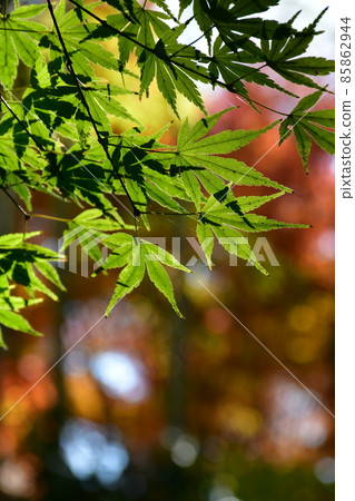 Autumn leaves in full bloom, Jozanen in autumn, Shisenkaku Autumn leaves in full bloom, Jozanen in autumn, Shisenkaku 85862944
