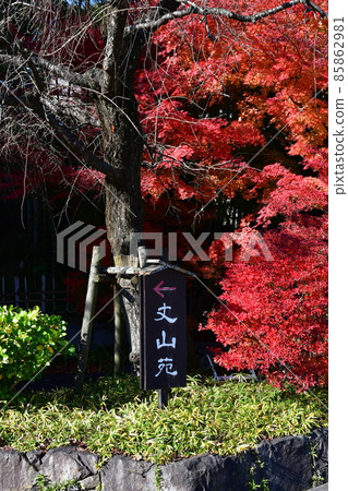 Autumn leaves in full bloom, Jozanen in autumn, Shisenkaku Autumn leaves in full bloom, Jozanen in autumn, Shisenkaku 85862981