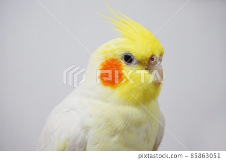 玄鳳鸚鵡簡介 玄鳳鸚鵡簡介 85863051