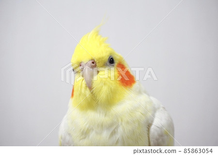 See here Cockatiel See here Cockatiel 85863054
