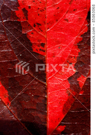 Bright red acalypha leaves Bright red acalypha leaves 85863068