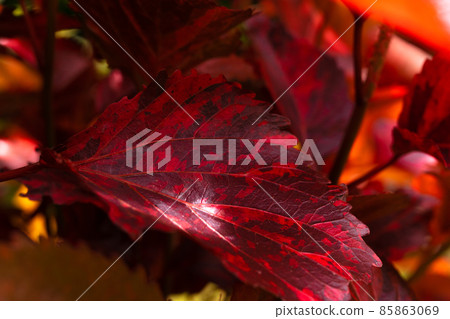 Acalypha leaves Acalypha leaves 85863069