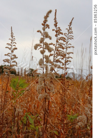 Withered grass cloudy sky 85863256