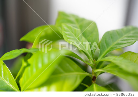 Macro photography of coffee leaves and sprouts | Hydroponics | Veranda vegetable garden 85863352