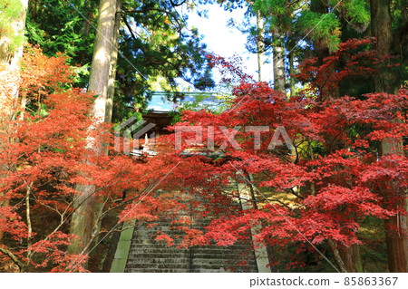 Hieizan Enryakuji Temple, the root of autumn leaves Hieizan Enryakuji Temple, the root of autumn leaves 85863367