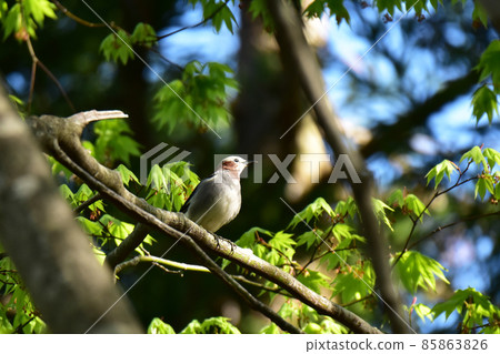 Chestnut-cheeked bird in the spring forest 85863826