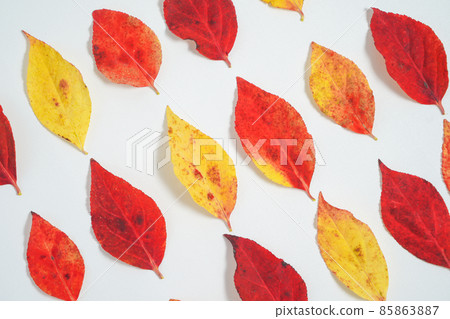 多彩的樹葉 85863887