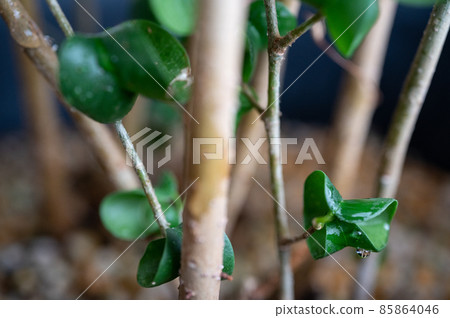 Macro photography of Ficus Benjamin Baroque | Indoor foliage plants 85864046