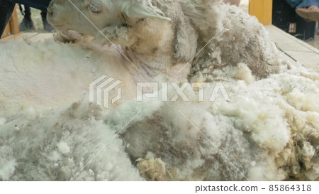 Men shearer shearing sheep at agricultural show in competition. Electric professional sheep manual hair clipper sheep cutting shearing machine. 85864318