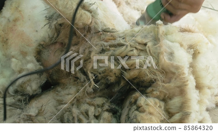 Men shearer shearing sheep at agricultural show in competition. Electric professional sheep manual hair clipper sheep cutting shearing machine. 85864320