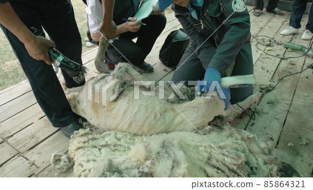 Men shearer shearing sheep at agricultural show in competition. Electric professional sheep manual hair clipper sheep cutting shearing machine. 85864321