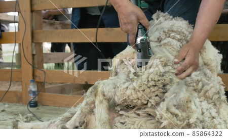 Men shearer shearing sheep at agricultural show in competition. Electric professional sheep manual hair clipper sheep cutting shearing machine. 85864322