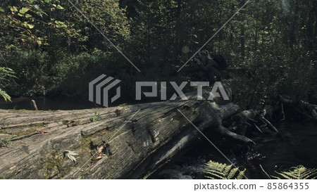 Traveler photographing scenic view in forest river. Wood bridge fallen tree. One caucasian woman shooting nice magic look. Girl take photo on camera. 85864355