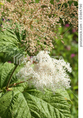 Filipendula multijuga flower up, wild flower Filipendula multijuga flower up, wild flower 85864790