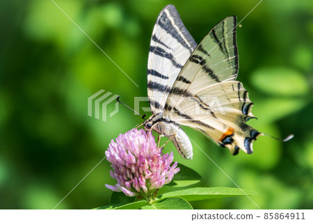 Beautiful Butterfly Scarce Swallowtail, Sail Swallowtail, Pear-tree Swallowtail, Podalirius. Latin name Iphiclides podaliriu. Butterfly collects nectar on flower. 85864911