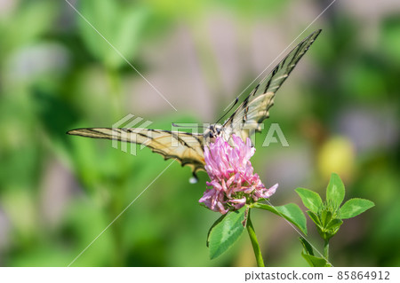 Beautiful Butterfly Scarce Swallowtail, Sail Swallowtail, Pear-tree Swallowtail, Podalirius. Latin name Iphiclides podaliriu. Butterfly collects nectar on flower. 85864912